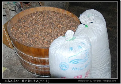 浙江-常山-芳村-茶油制作-茶果经采果、堆沤、晒果、脱壳、晒籽后送榨油厂